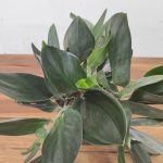 Scindapsus Treubii 'Dark Form'