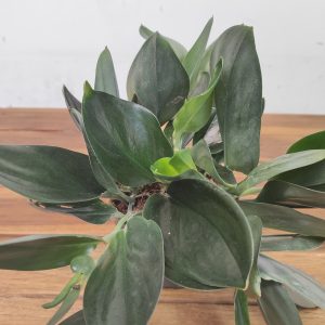 Scindapsus Treubii 'Dark Form'