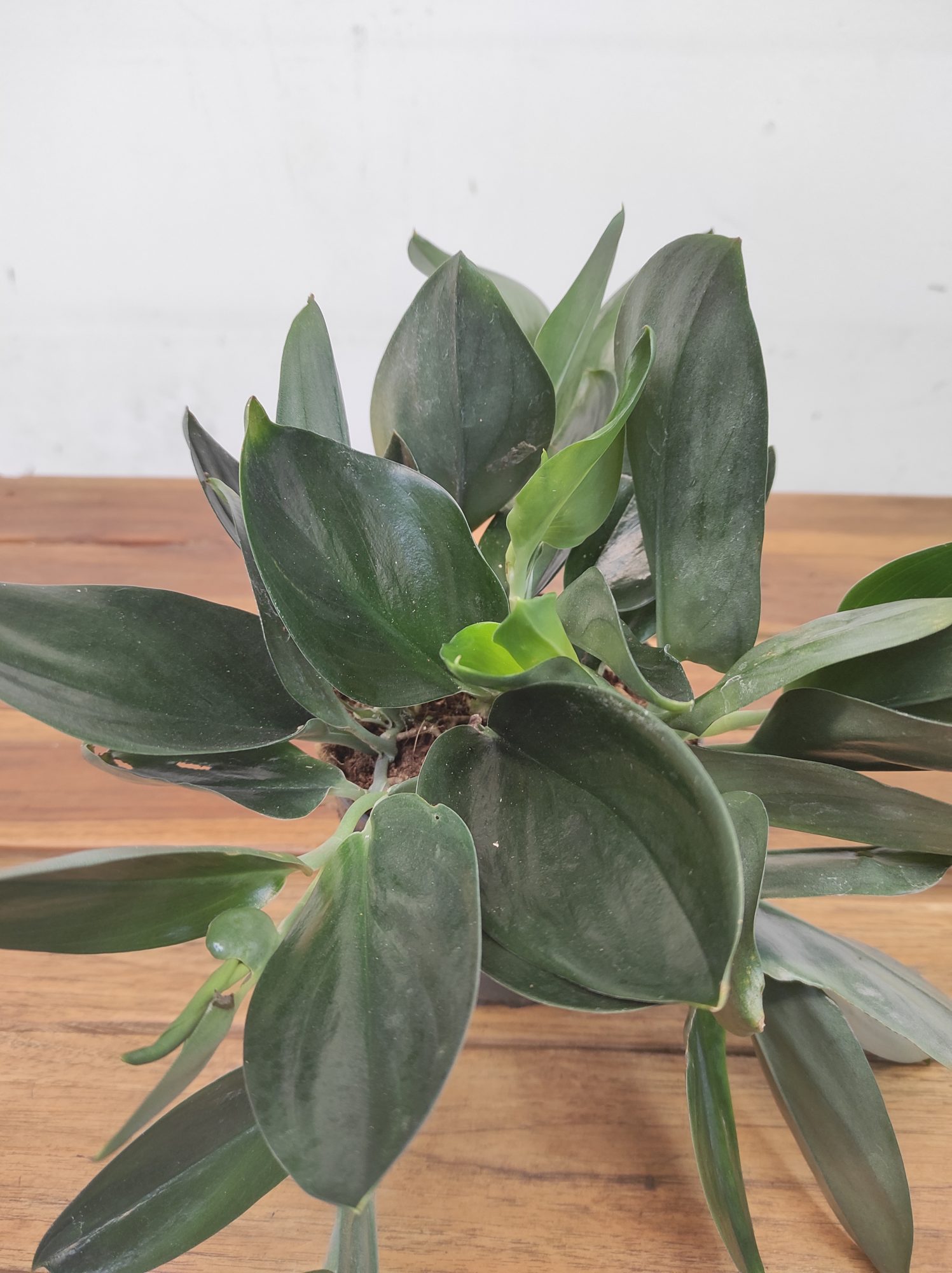 Scindapsus Treubii 'Dark Form'