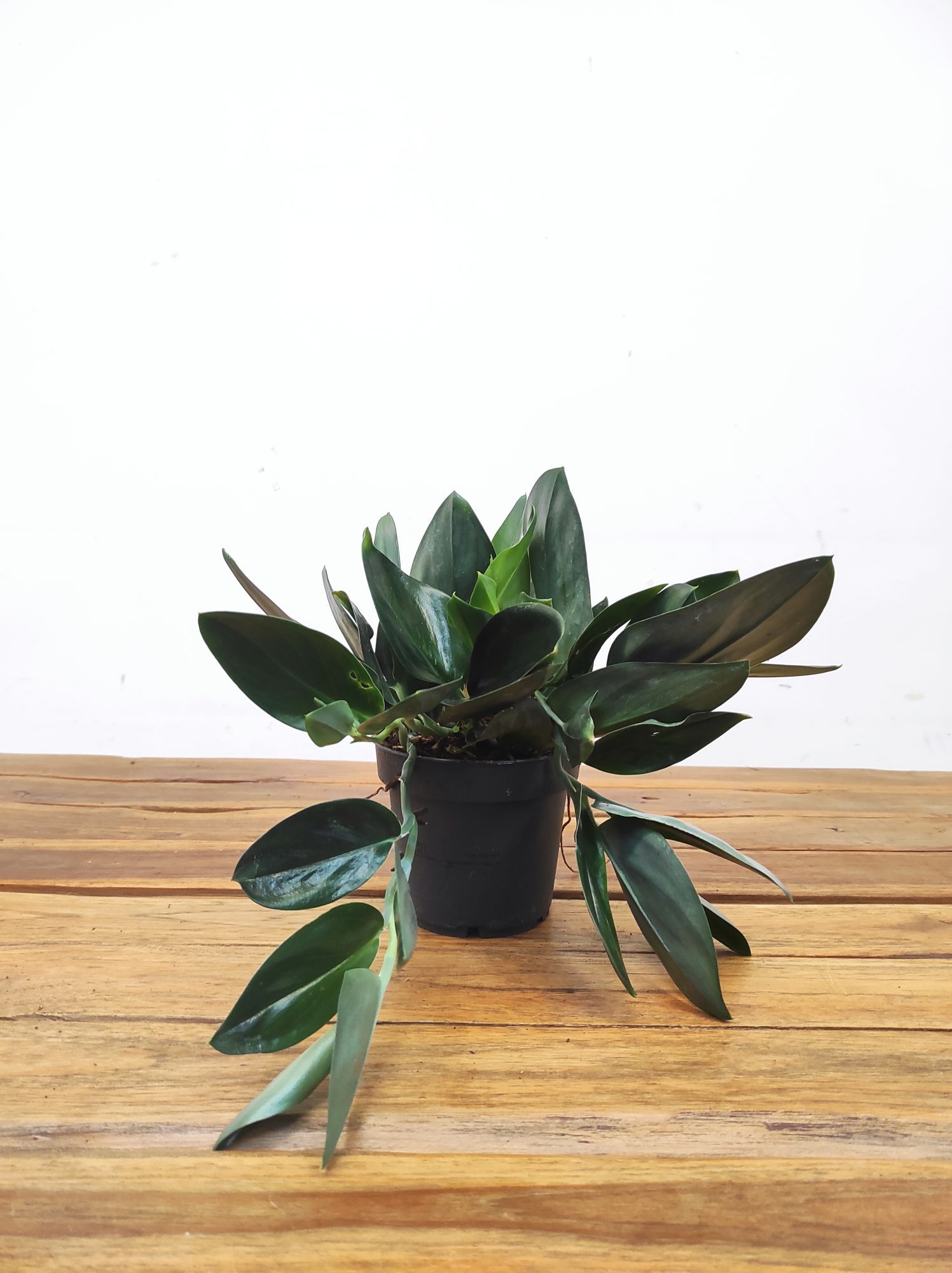 Scindapsus Treubii 'Dark Form' - Image 2