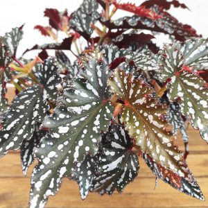 Begonia 'Spotlight Dark'