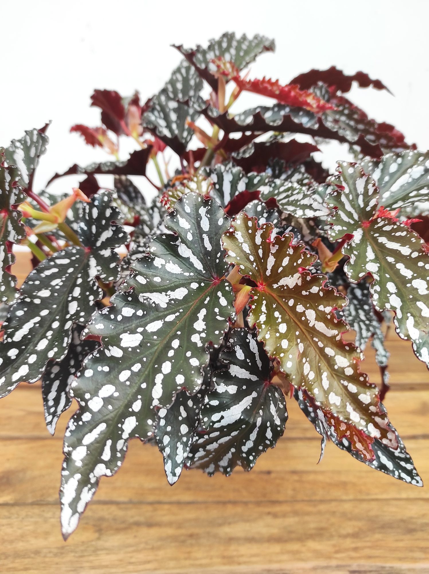 Begonia 'Spotlight Dark'