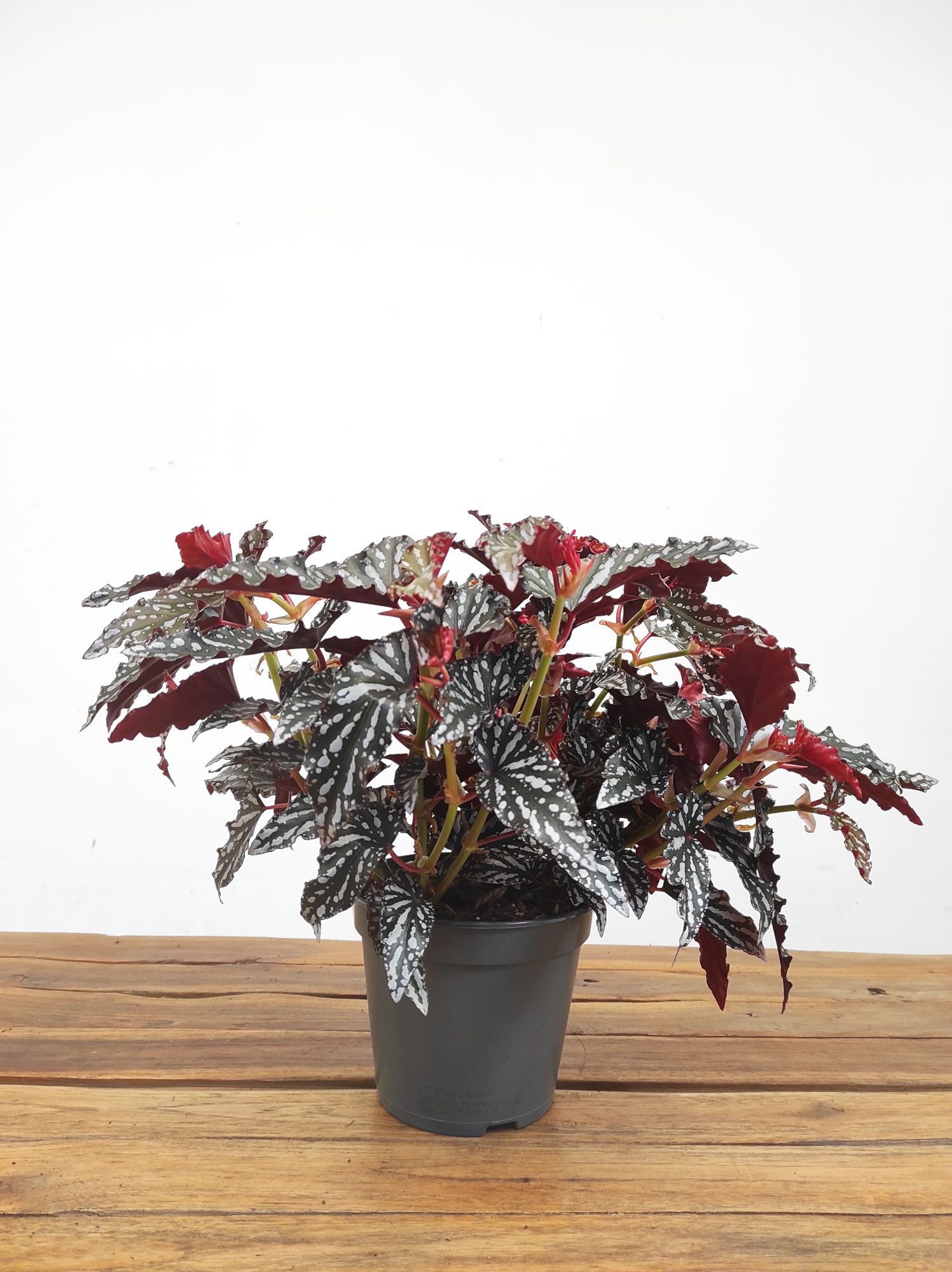 Begonia 'Spotlight Dark' - Image 2
