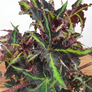 Begonia Rex ‘Lion Dance’