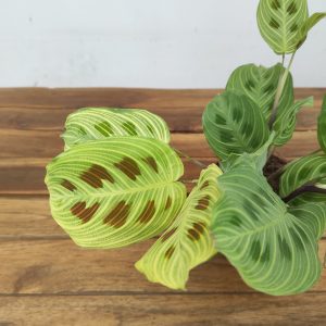 Maranta leuconeura 'Fantasy'