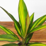 Cordyline Fruti. 'Kiwi'