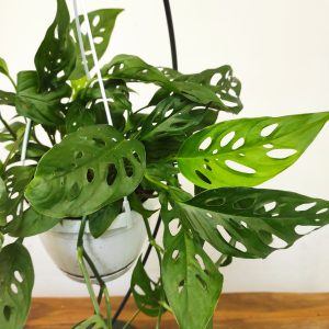 Monstera Obliqua 'Leichtlinii'