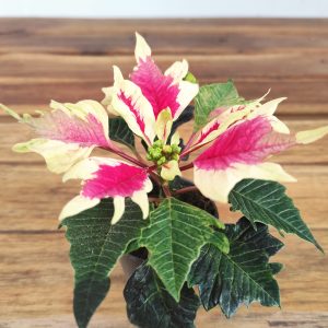 Euphorbia Pulcherrima ‘Papagena’