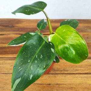 Philodendron 'White Princess' V.12
