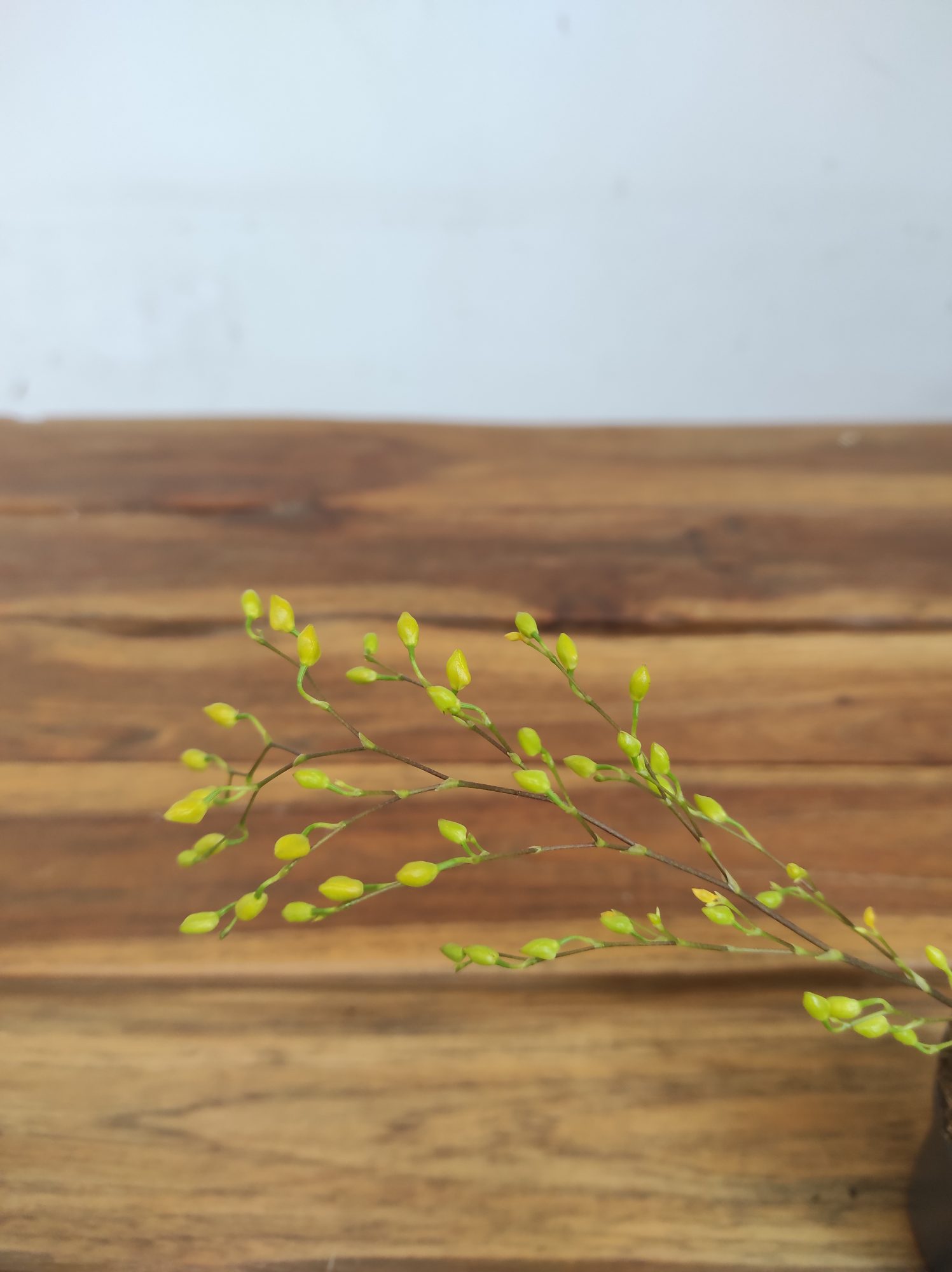 Oncidium Mini V.8 - Image 2