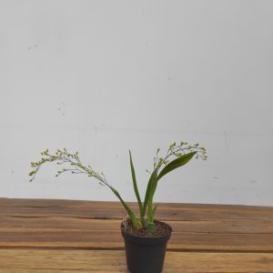Oncidium Mini V.8