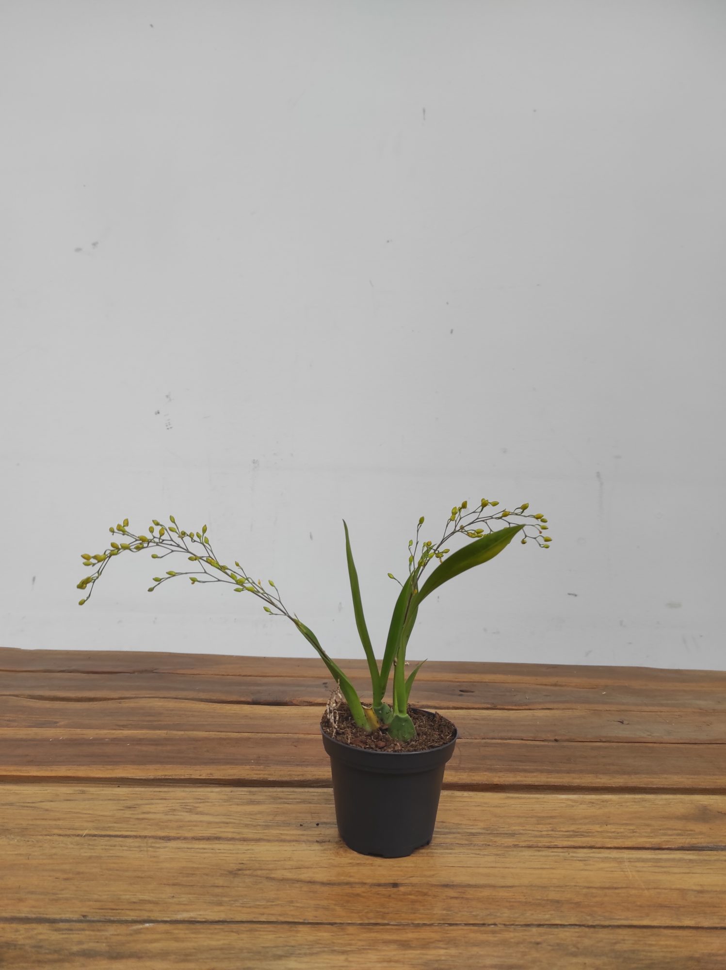 Oncidium Mini V.8