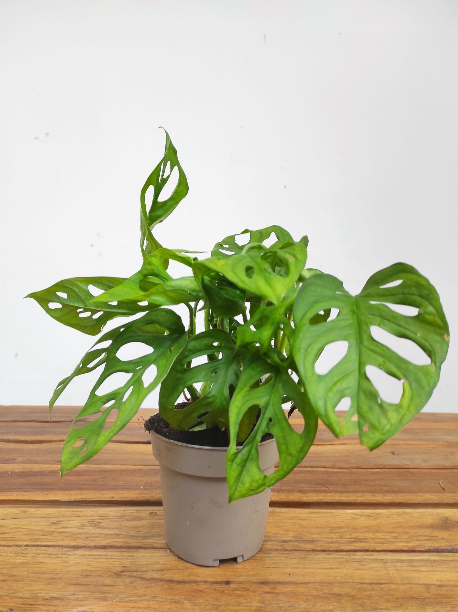 Monstera Adansonii - Image 2