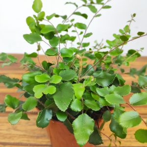 Pellaea Rotundifolia