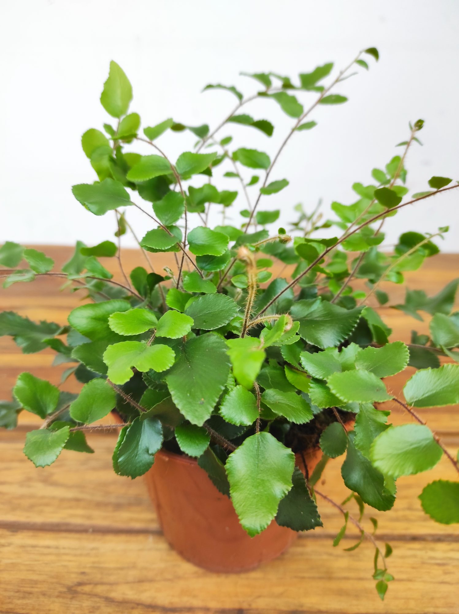 Pellaea Rotundifolia