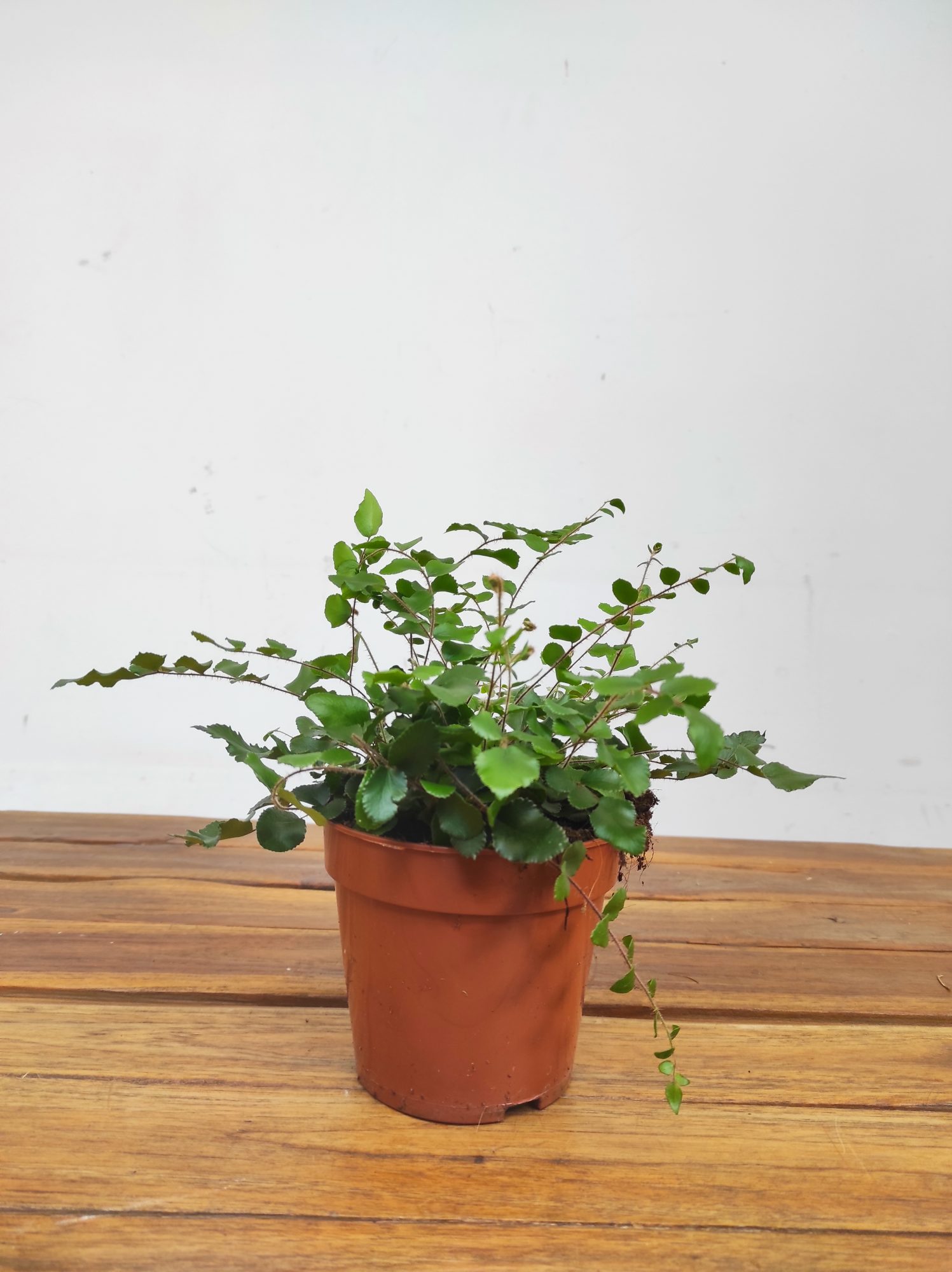 Pellaea Rotundifolia - Image 2