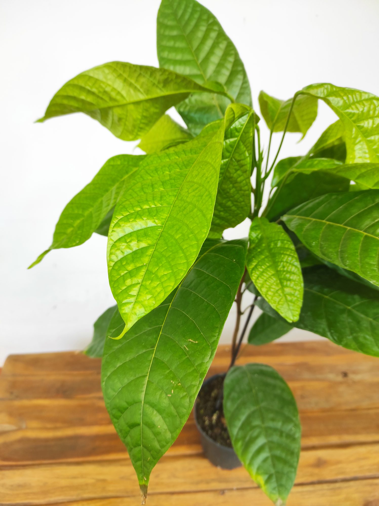 Theobroma Cacao - Image 2