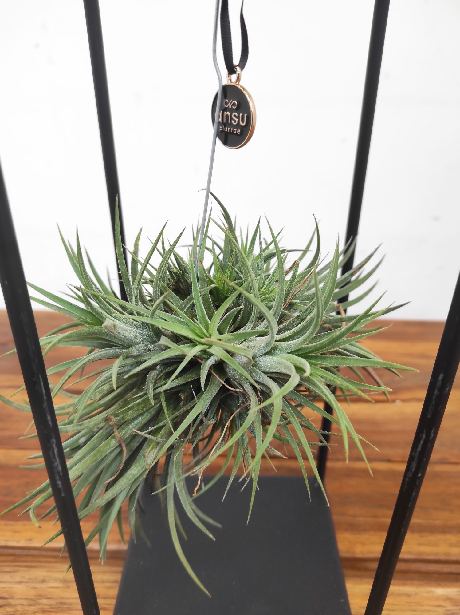 Tillandsia Ionantha ‘Spike’ - Image 2