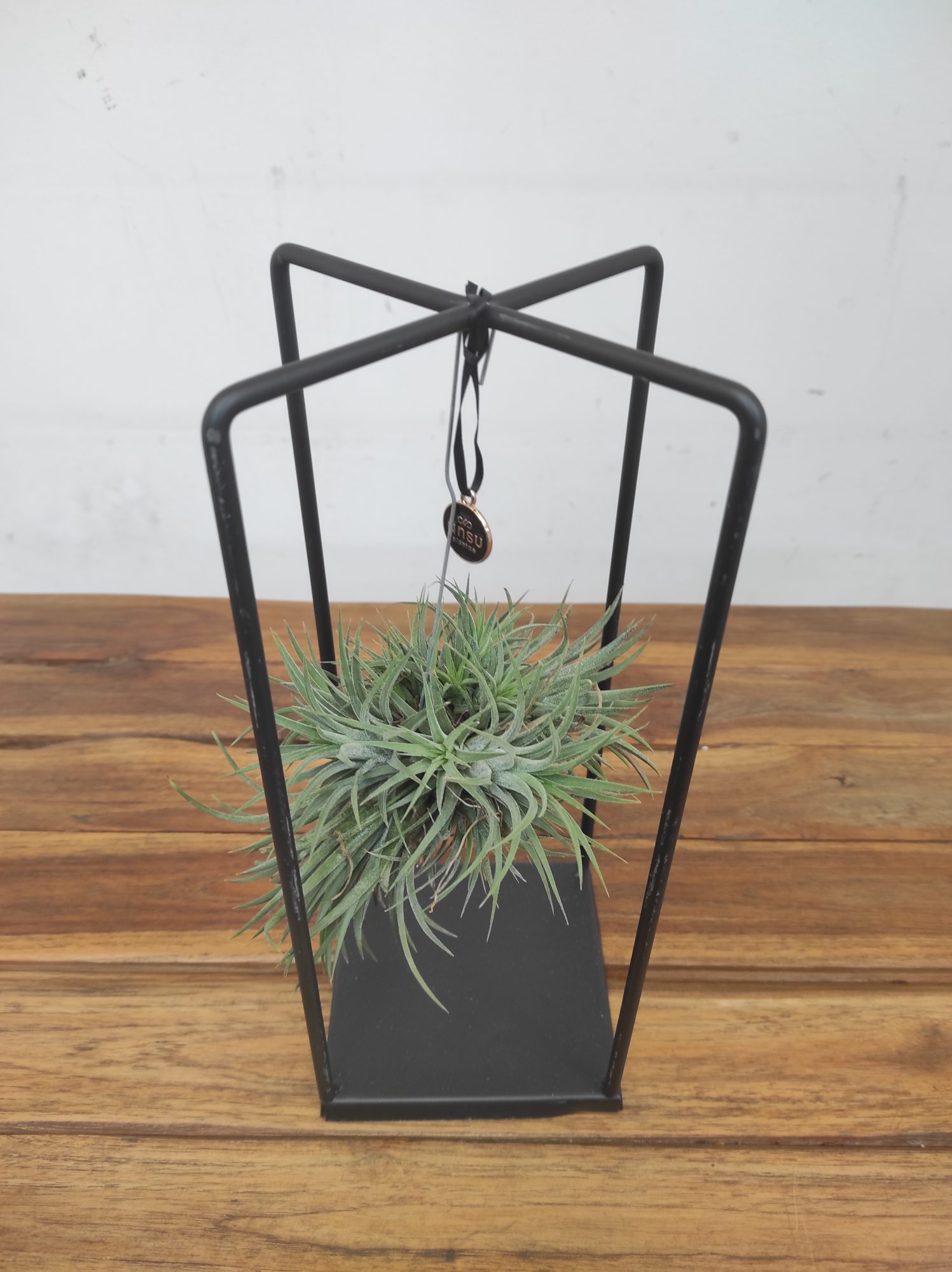 Tillandsia Ionantha ‘Spike’ - Image 3