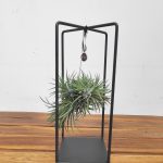 Tillandsia Ionantha ‘Spike’