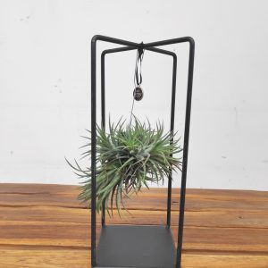 Tillandsia Ionantha ‘Spike’