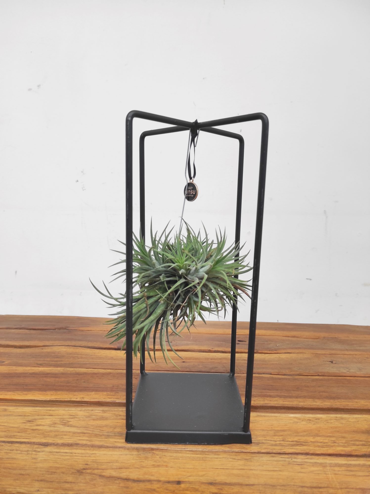 Tillandsia Ionantha ‘Spike’