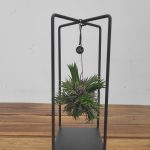 Tillandsia Ionantha 'Green'