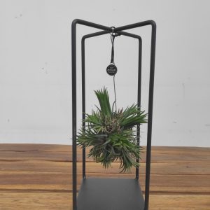 Tillandsia Ionantha 'Green'