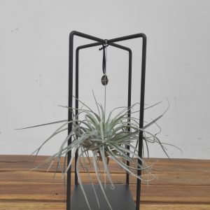Tillandsia ‘Silver’