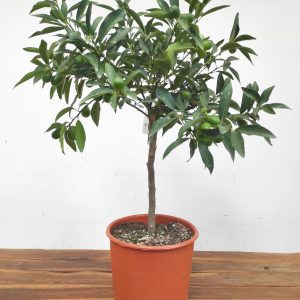 Fortunella Margarita = Kumquat V.20