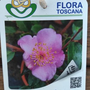 Camelia Perfumada - Campanella Profumata