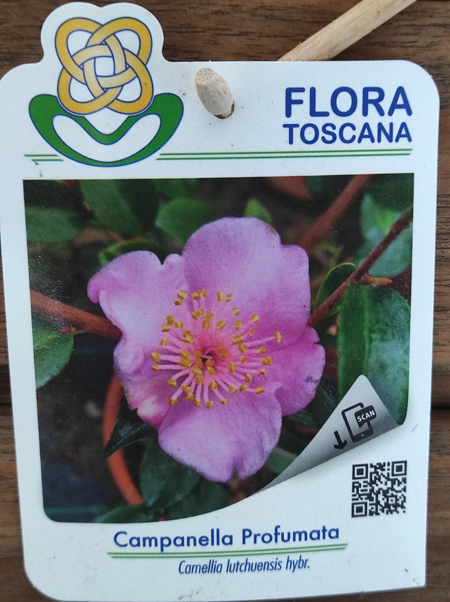 Camelia Perfumada - Campanella Profumata - Image 2