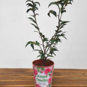 Camelia Perfumada - Campanella Profumata