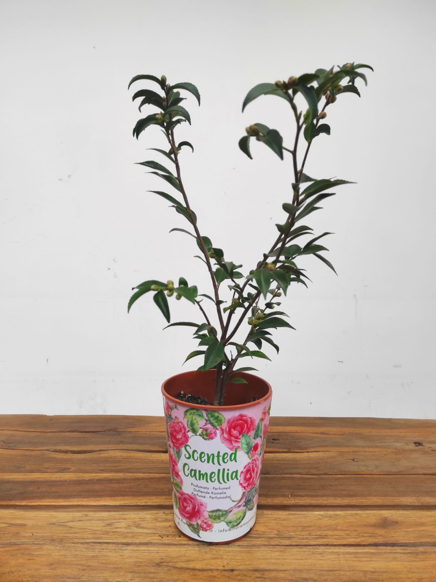 Camelia Perfumada - Campanella Profumata