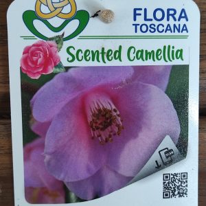 Camelia Perfumada - Rosaeflora