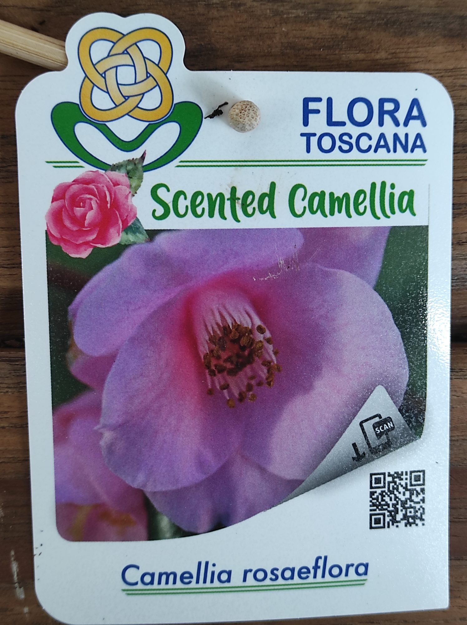 Camelia Perfumada - Rosaeflora - Image 2