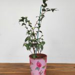 Camelia Perfumada - Rosaeflora