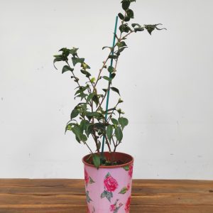 Camelia Perfumada - Rosaeflora