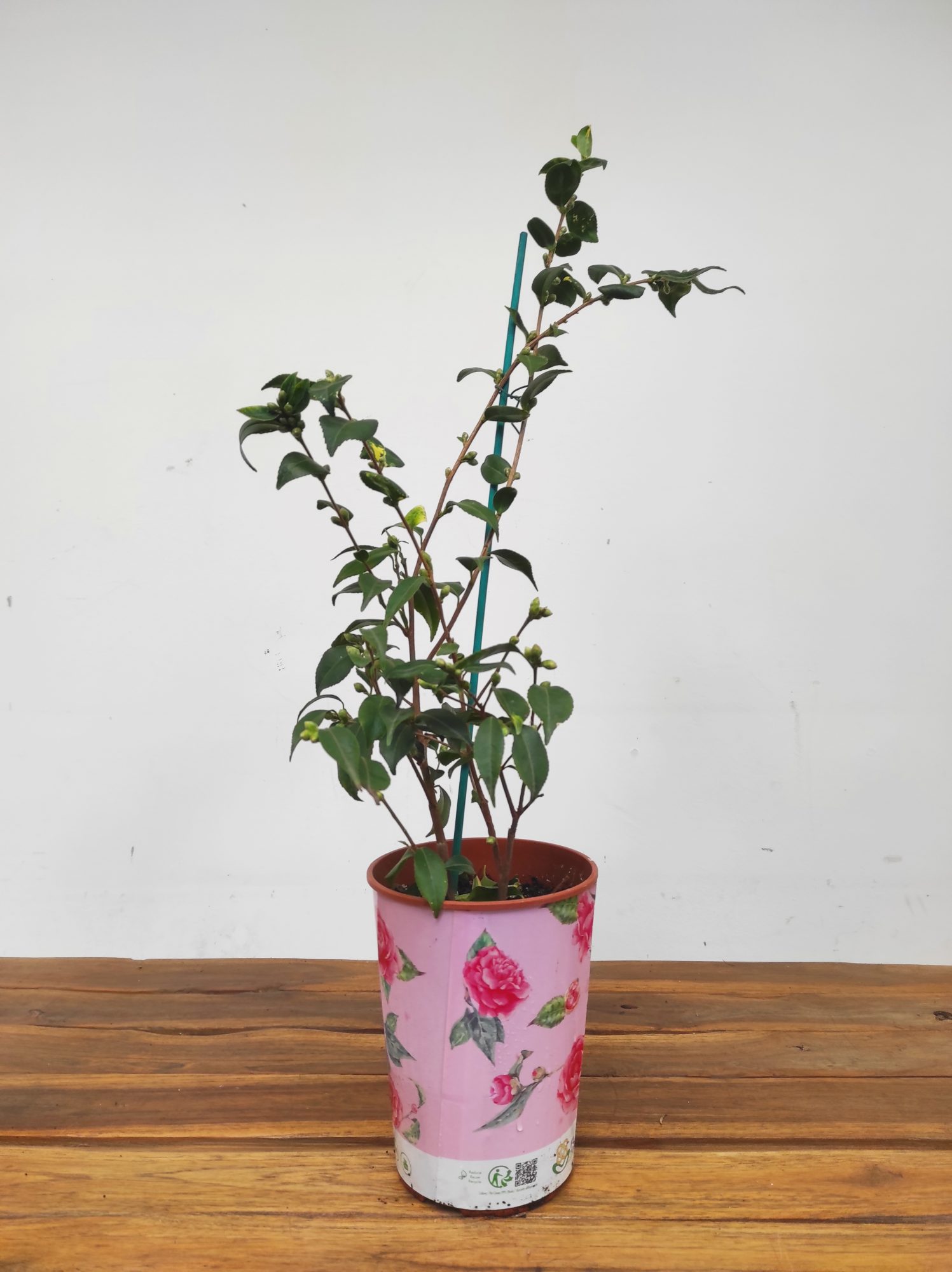 Camelia Perfumada - Rosaeflora