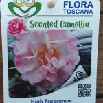 Camelia Perfumada - High Fragrance