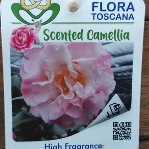 Camelia Perfumada - High Fragrance