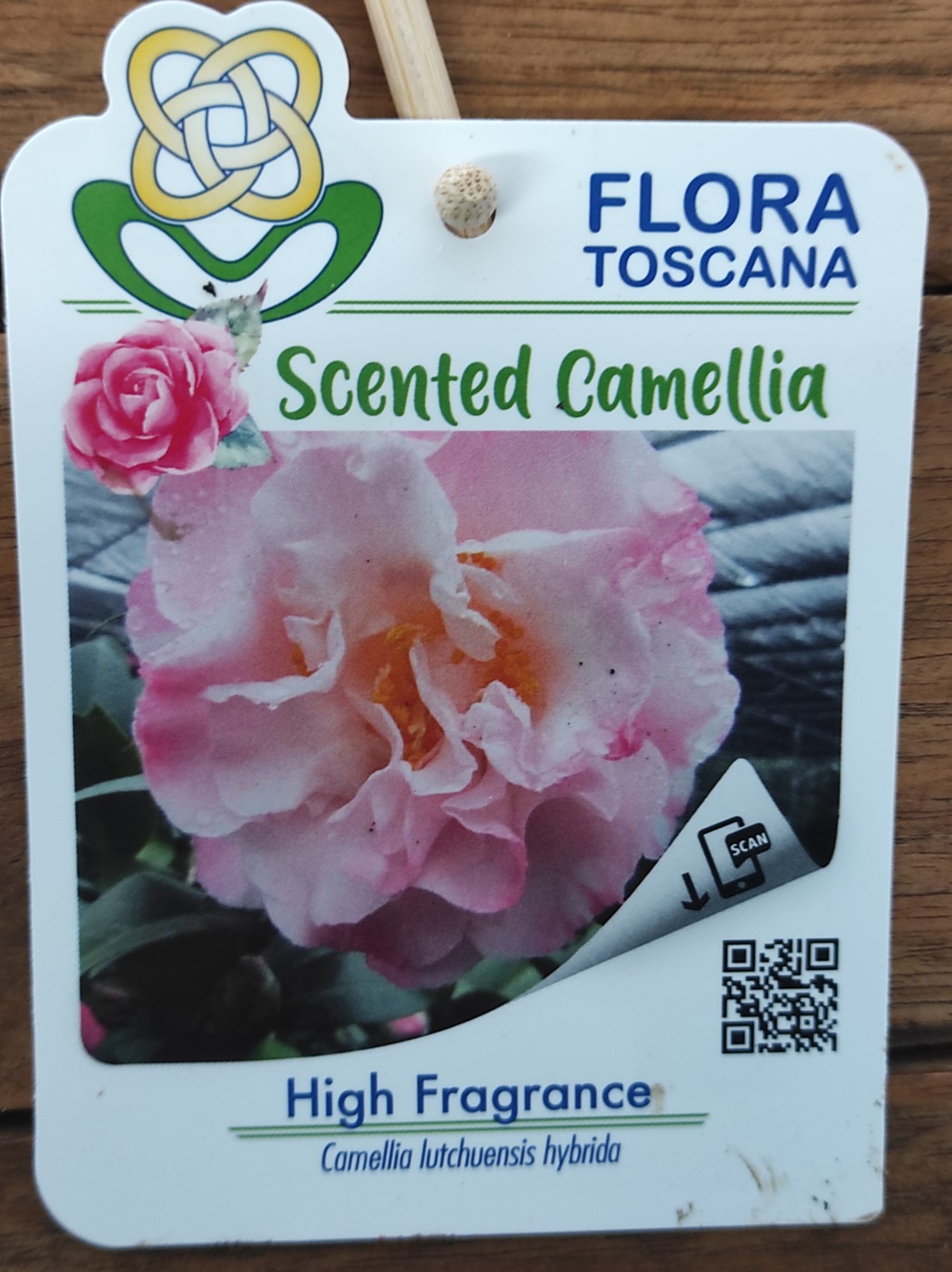 Camelia Perfumada - High Fragrance - Image 2