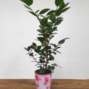 Camelia Perfumada - High Fragrance