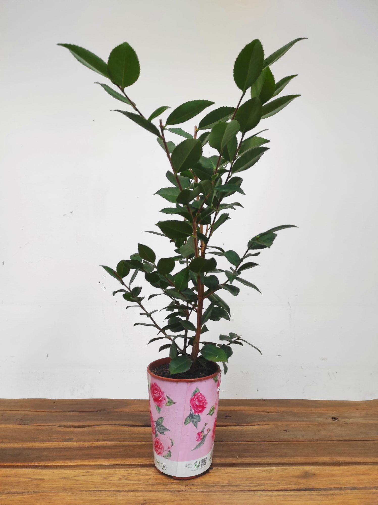 Camelia Perfumada - High Fragrance