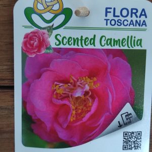 Camelia Perfumada - Fragrant Joy