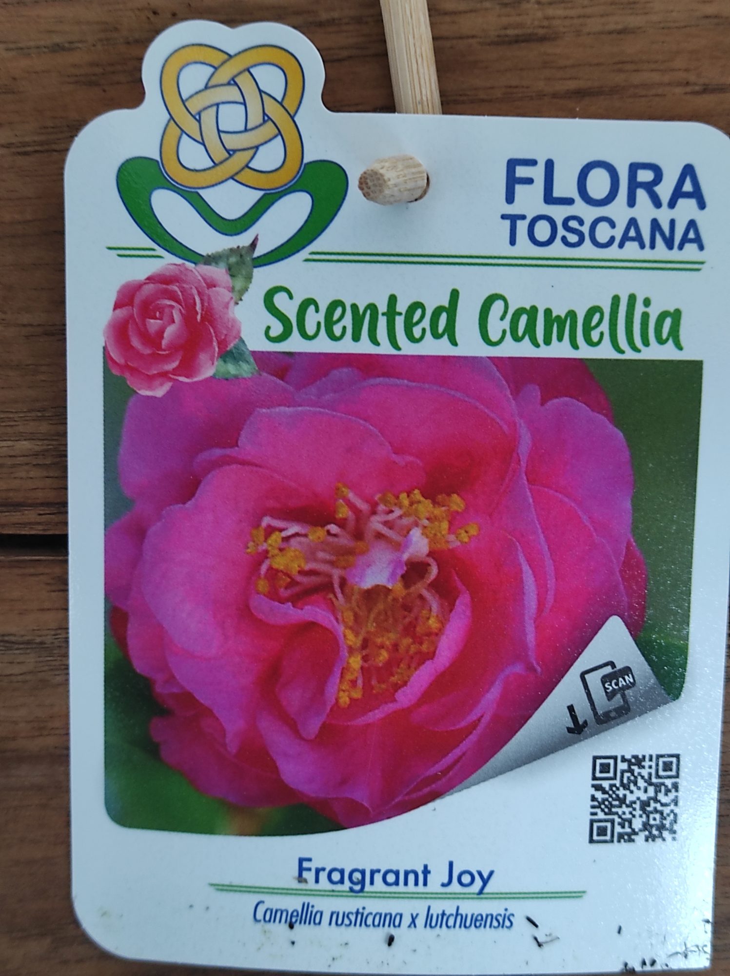 Camelia Perfumada - Fragrant Joy - Image 2