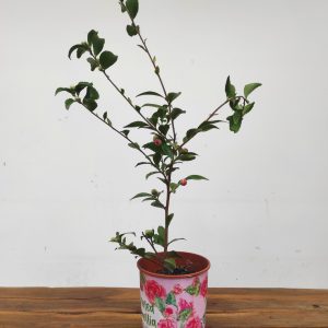 Camelia Perfumada - Fragrant Joy