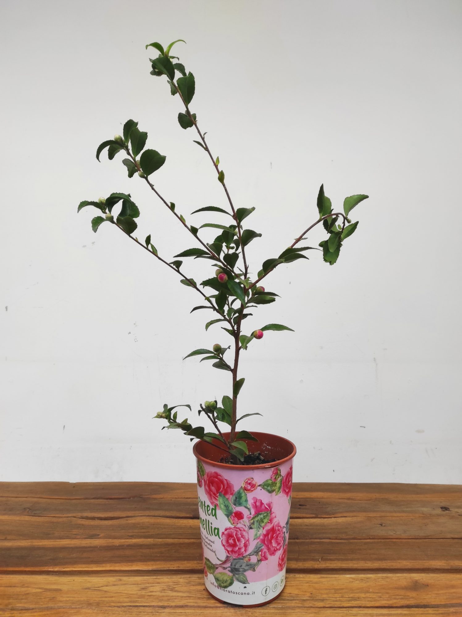 Camelia Perfumada - Fragrant Joy