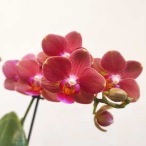 Phalaenopsis V.12