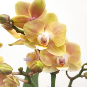 Phalaenopsis V.12